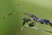 blue leaf-footed bug