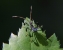 blue leaf-footed  bug