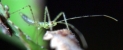 assassin bug photo