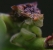 ambush bug photo