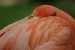 snoozing flamingo