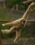 gibbon photo