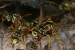 yellow jacket wasp photo