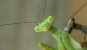 mating mantids