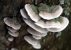 fungus photo