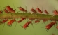 aphid photo