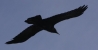 flying raven