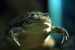 frog photo