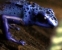 blue poison dart frog