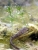 salamander tadpole photo