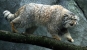 Pallas Cat Photo