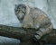 Pallas Cat Photo