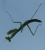 Young Praying Mantis