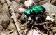 Tiger Beetle