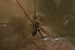 Fishing Spider