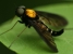 large black and yellow fly