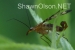 scorpionfly