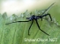 Dead Assassin Bug