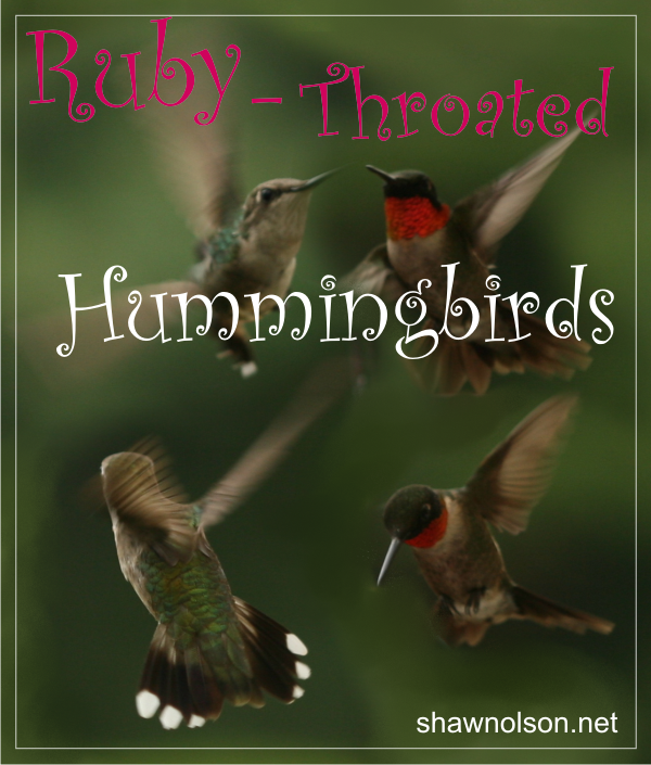 ruby-throated hummingbird graphic