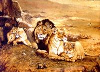 Oil painting of lions by Donald Olson.