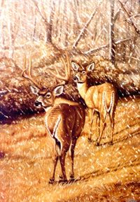 White Tails Snow