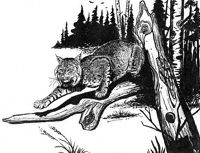 Bobcat Ink