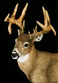 whitetail buck sculpture