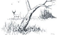 digital deer drawing