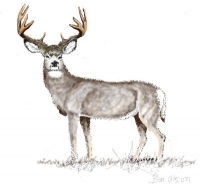 digital mule deer painting
