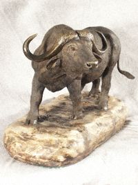 Cape Buffalo 1