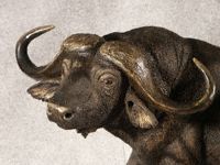 Cape Buffalo 2