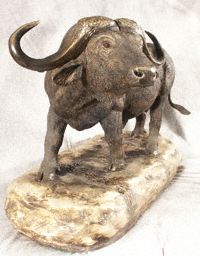 Cape Buffalo 4