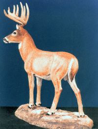 Whitetail Sculpt 2