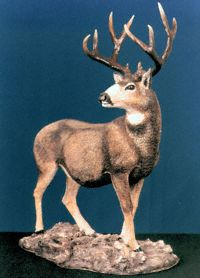 Mule Deer 2