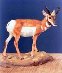 Pronghorn Sculpt