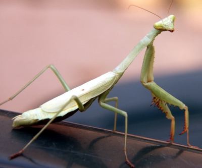 Praying mantis