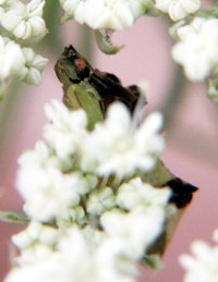 photo insect ambush bug