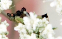 photo insect ambush bug