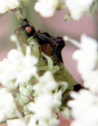 photo insect ambush bug