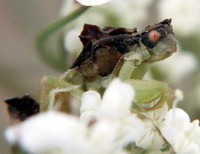 photo insect ambush bug