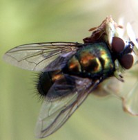 photo insect ambush bug