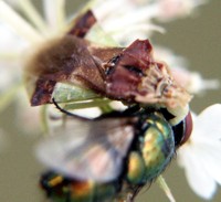 photo insect ambush bug