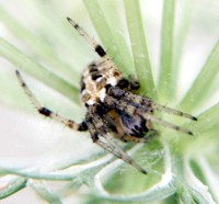 spider pictures