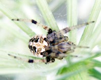spider pictures
