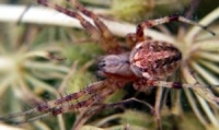 spider pictures