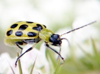 yellow beetle