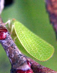 green leafhopper