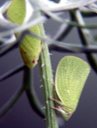 green leafhopper