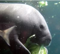 manatee