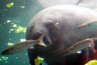 manatee